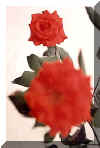 redroses.jpg (18884 bytes)